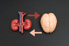 brain_kidney_iStock-2160842724