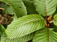kratom_leaves-iStock-2178051415