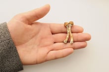 psilocybe_hand_iStock-2129892647