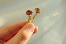 psilocybin_iStock-2154591716