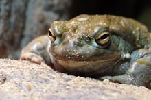 toad_iStock-475856348