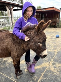 uc_davis_miniature_donkey