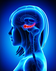 woman_brain_iStock-461850387
